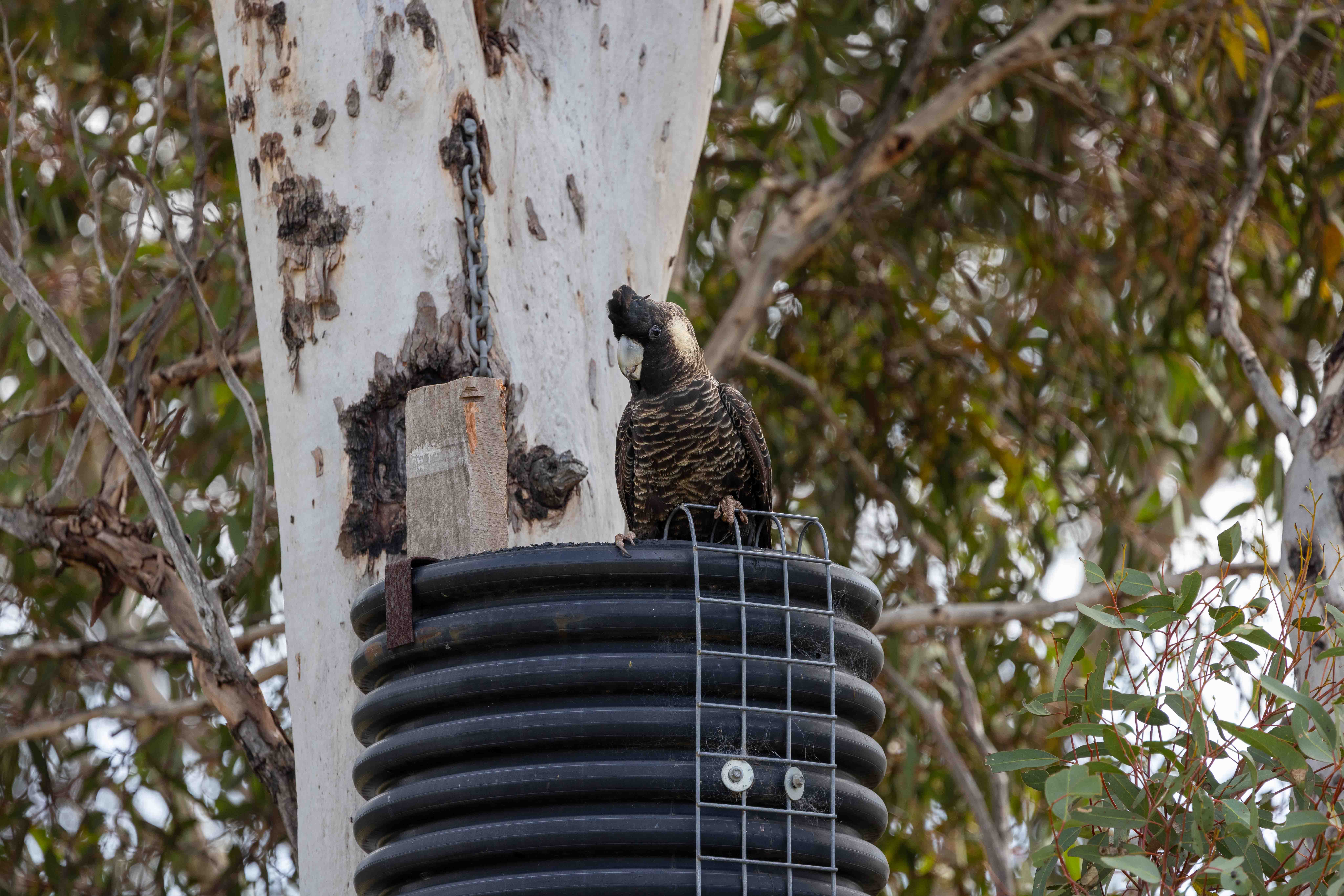 Supporting habitat conservation for black cockatoos